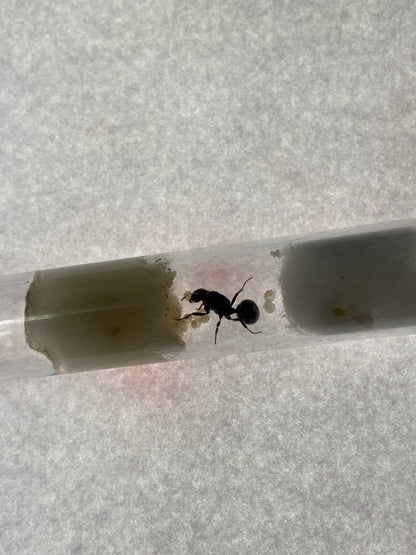 Messor barbarus