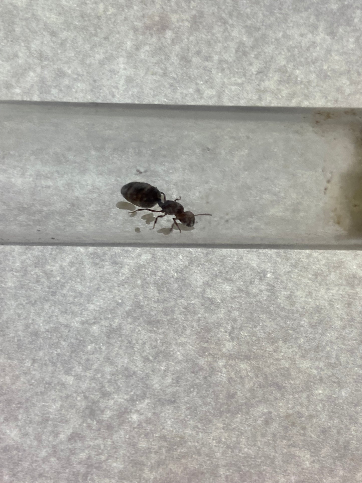 Crematogaster scutellaris