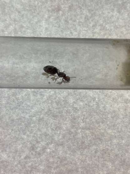 Crematogaster scutellaris